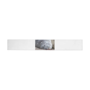 Sleeping elephant seal wrap around label