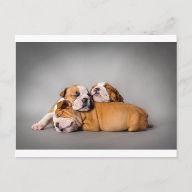 Sleeping English bulldog Postcard (Front)