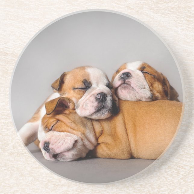 Sleeping English bulldog puppies Coaster (Front)