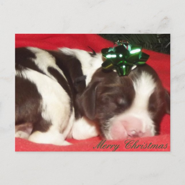 Sleeping English Springer Spaniel Christmas Puppy Holiday Postcard (Front)