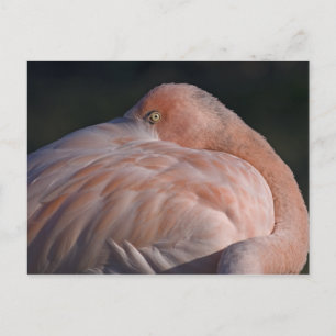 Sleeping Flamingo Postcard