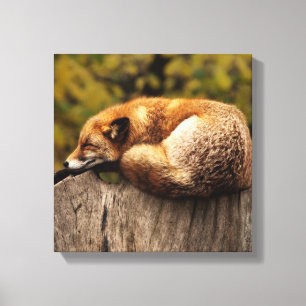 Sleeping Fox   Canvas Print