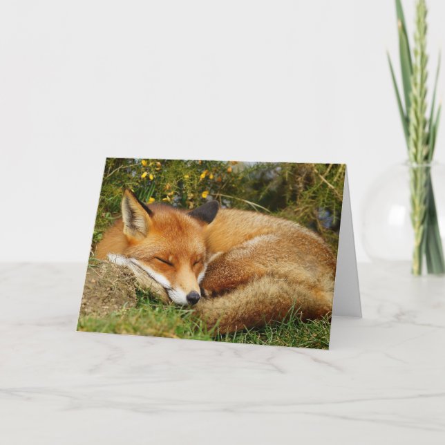 Sleeping fox get well card (Front)