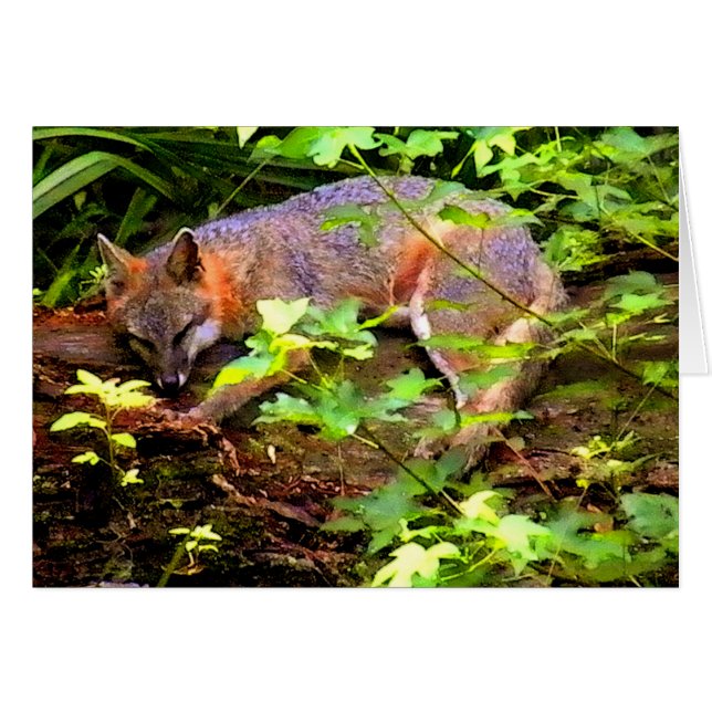 SLEEPING FOX ON A TREE (Front Horizontal)