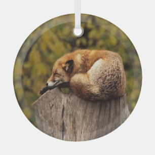 Sleeping fox photo glass tree decoration