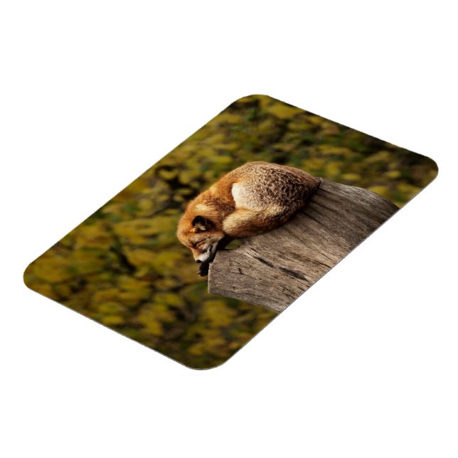 Sleeping fox photo magnet (Left Side)