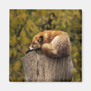 Sleeping fox photo magnet