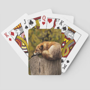 Sleeping fox photo playing cards