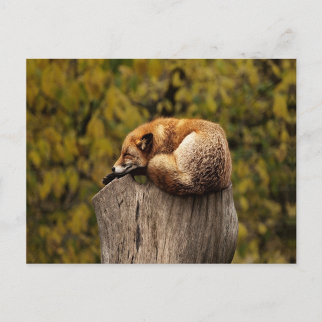 sleeping fox photo postcard (Front)