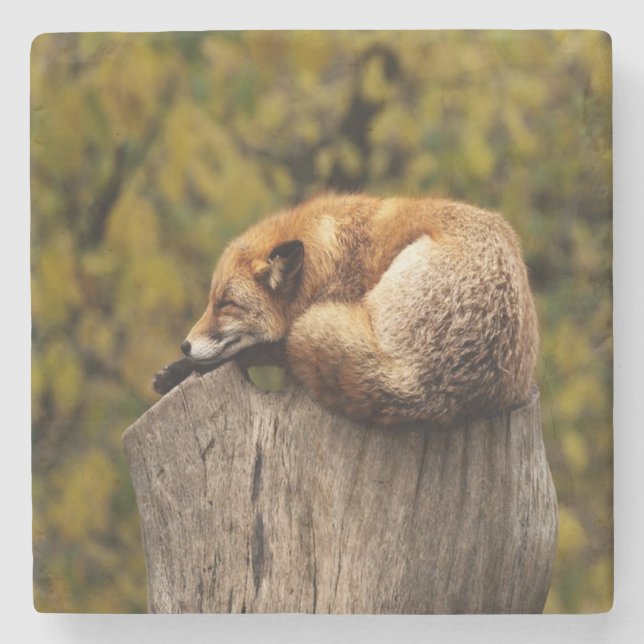 Sleeping fox photo stone coaster (Front)