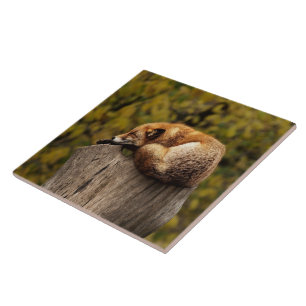 Sleeping fox photo tile