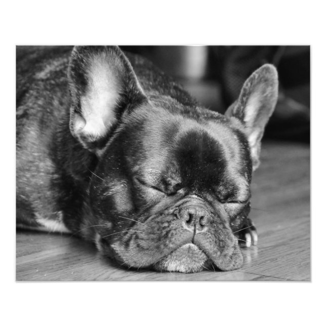 Sleeping French Bulldog Photo Print (Front)