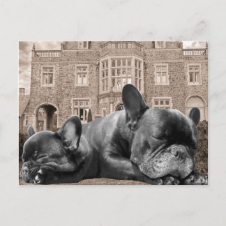 Sleeping French Bulldogs Postcard
