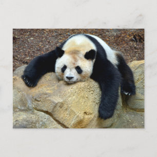 Sleeping giant panda slumped on a rock postcard