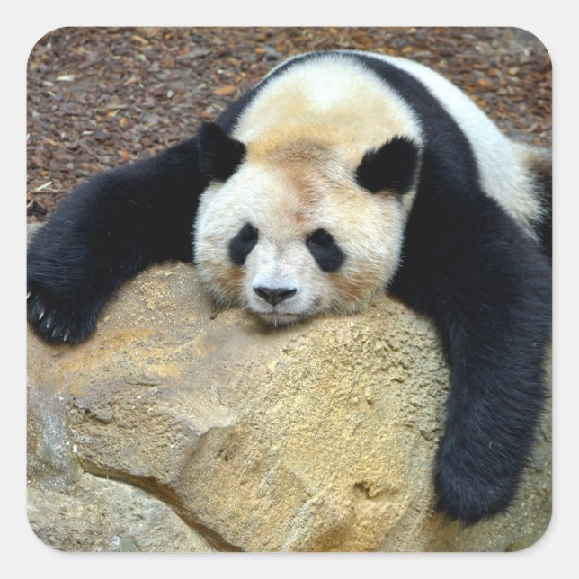 Sleeping giant panda slumped on a rock square sticker (Front)