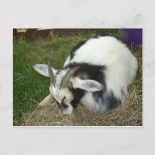 Sleeping Goat Postcard