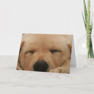 Sleeping Golden Retriever Greeting Card