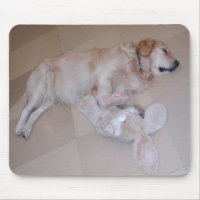 Sleeping Golden Retriever