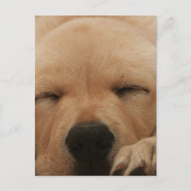 Sleeping Golden Retriever Postcard (Front)