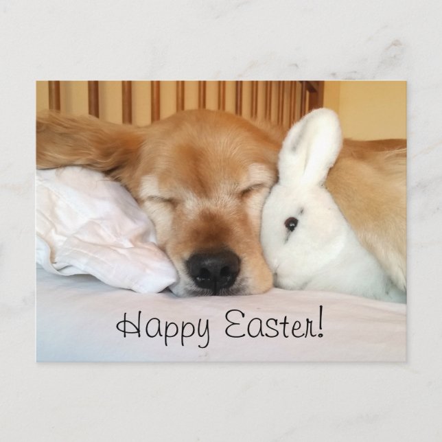 Sleeping Golden Retriever With White Bunny Easter Holiday Postcard (Front)