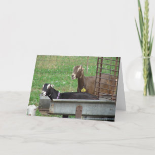 Sleeping in my Feeder Card