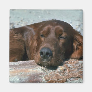Sleeping Irish Setter Magnet
