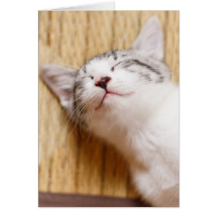 Sleeping Kitten