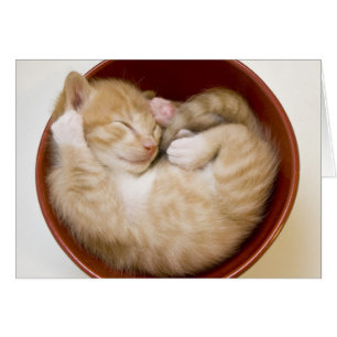 Sleeping Kitten