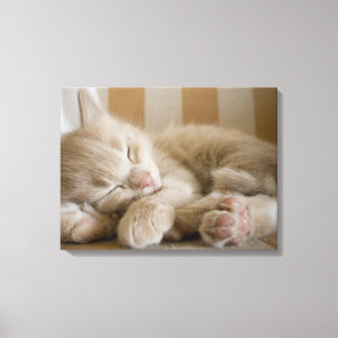 Sleeping Kitten Canvas Print