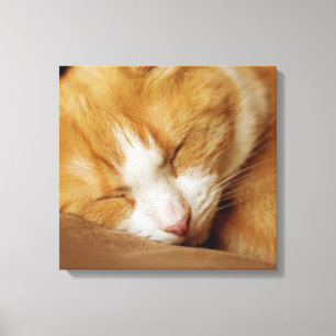 Sleeping Kitten Canvas Print