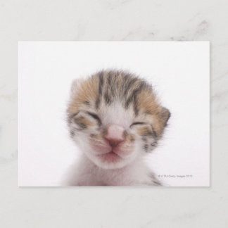 Sleeping kitten, close-up of head postcard