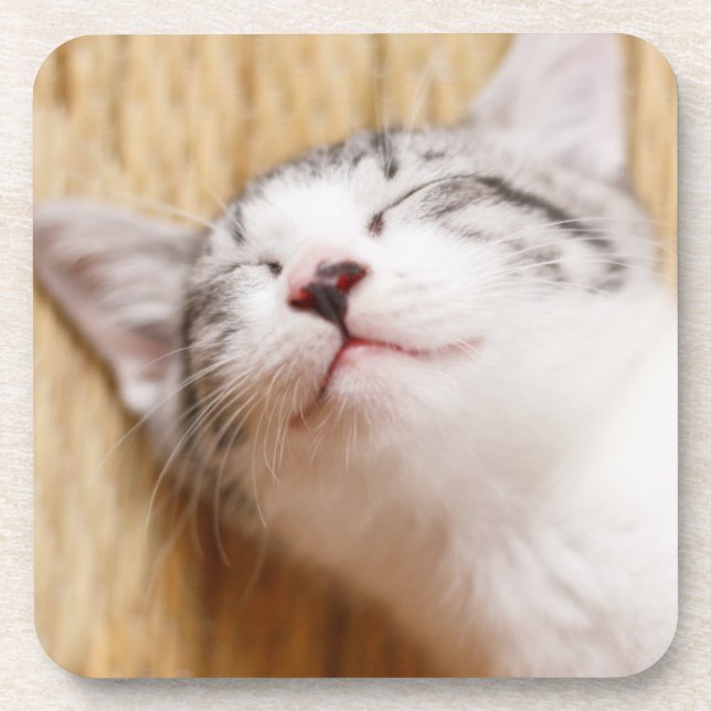 Sleeping Kitten Coaster (Front)