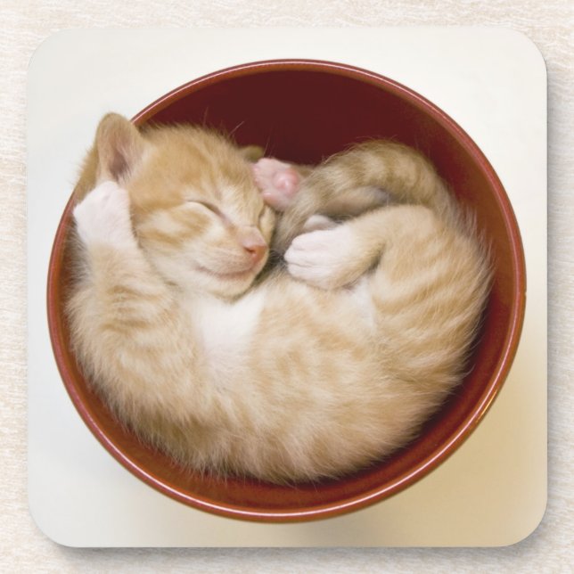 Sleeping Kitten Coaster (Front)