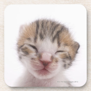 Sleeping kitten coaster