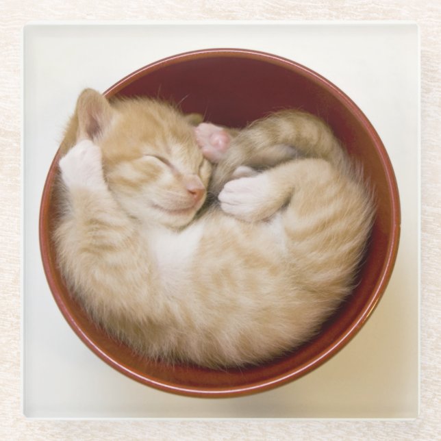 Sleeping Kitten Glass Coaster (Front)