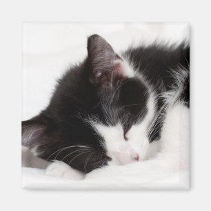 Sleeping Kitten Magnet