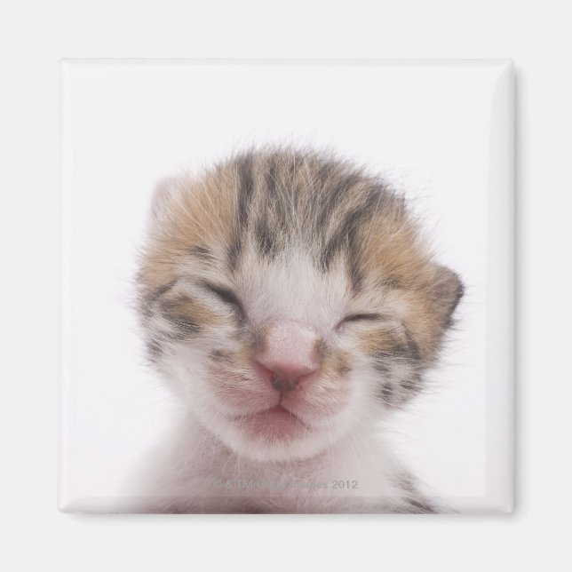 Sleeping kitten magnet (Front)