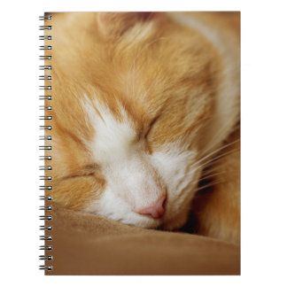 Sleeping Kitten Notebook
