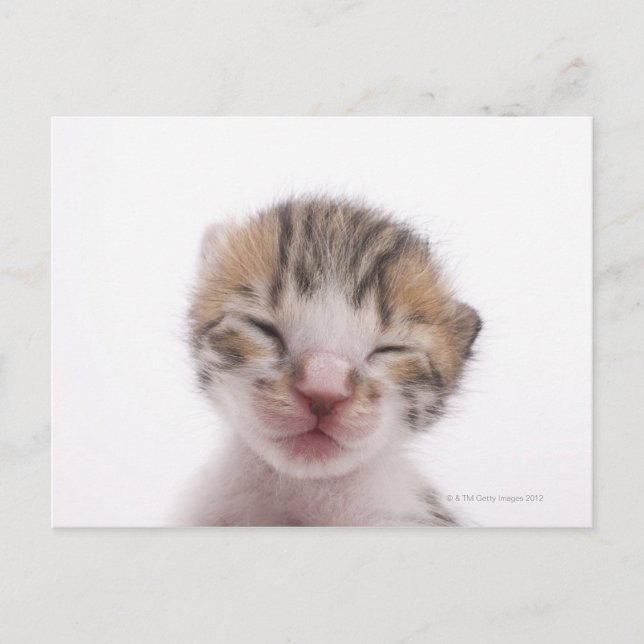 Sleeping kitten postcard (Front)