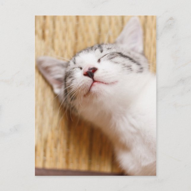 Sleeping Kitten Postcard (Front)