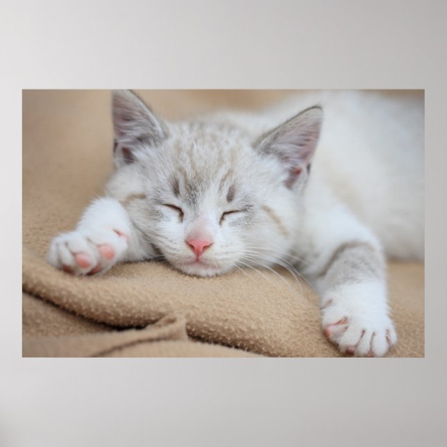 Sleeping Kitten Poster (Front)