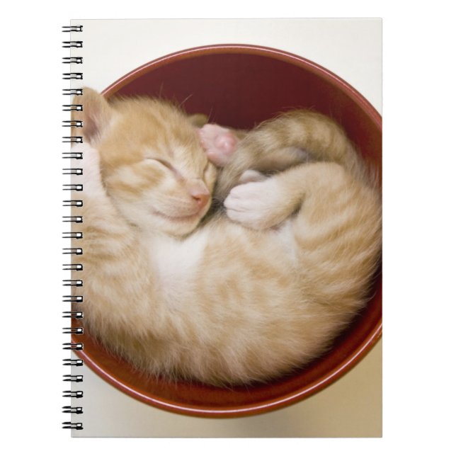 Sleeping Kitten Spiral Notebook (Front)