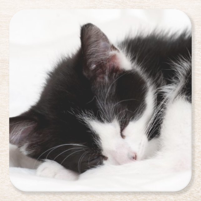 Sleeping Kitten Square Paper Coaster (Front)