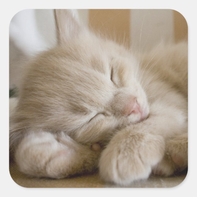 Sleeping Kitten Square Sticker (Front)