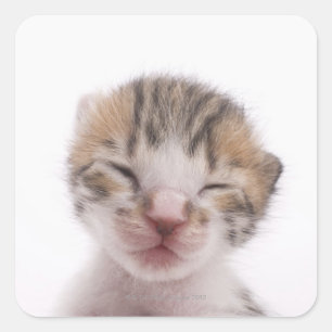 Sleeping kitten square sticker