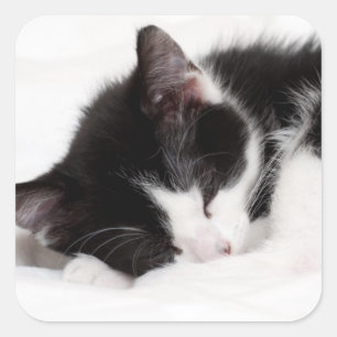 Sleeping Kitten Square Sticker