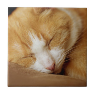 Sleeping Kitten Tile