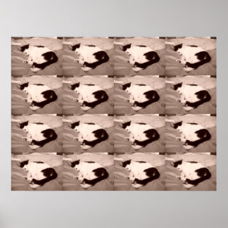 Sleeping Kitty/Black & White Photo Poster
