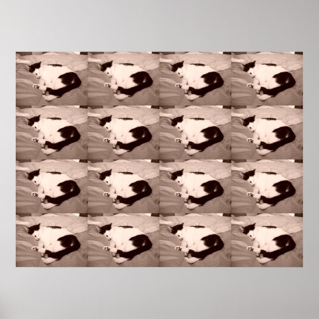 Sleeping Kitty/Black & White Photo Poster (Front)
