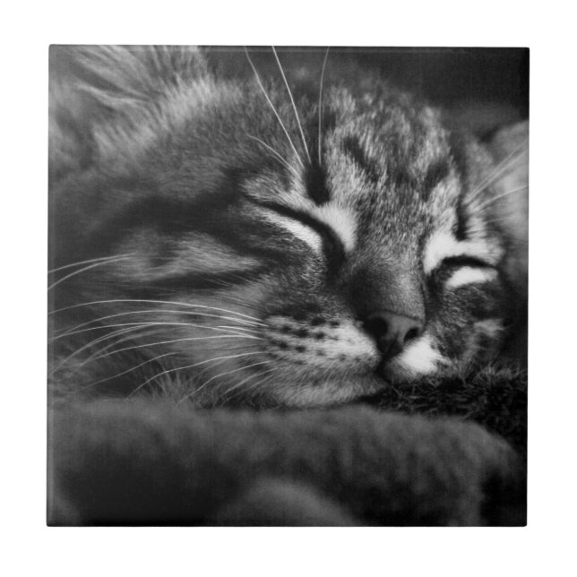 Sleeping kitty tile (Front)